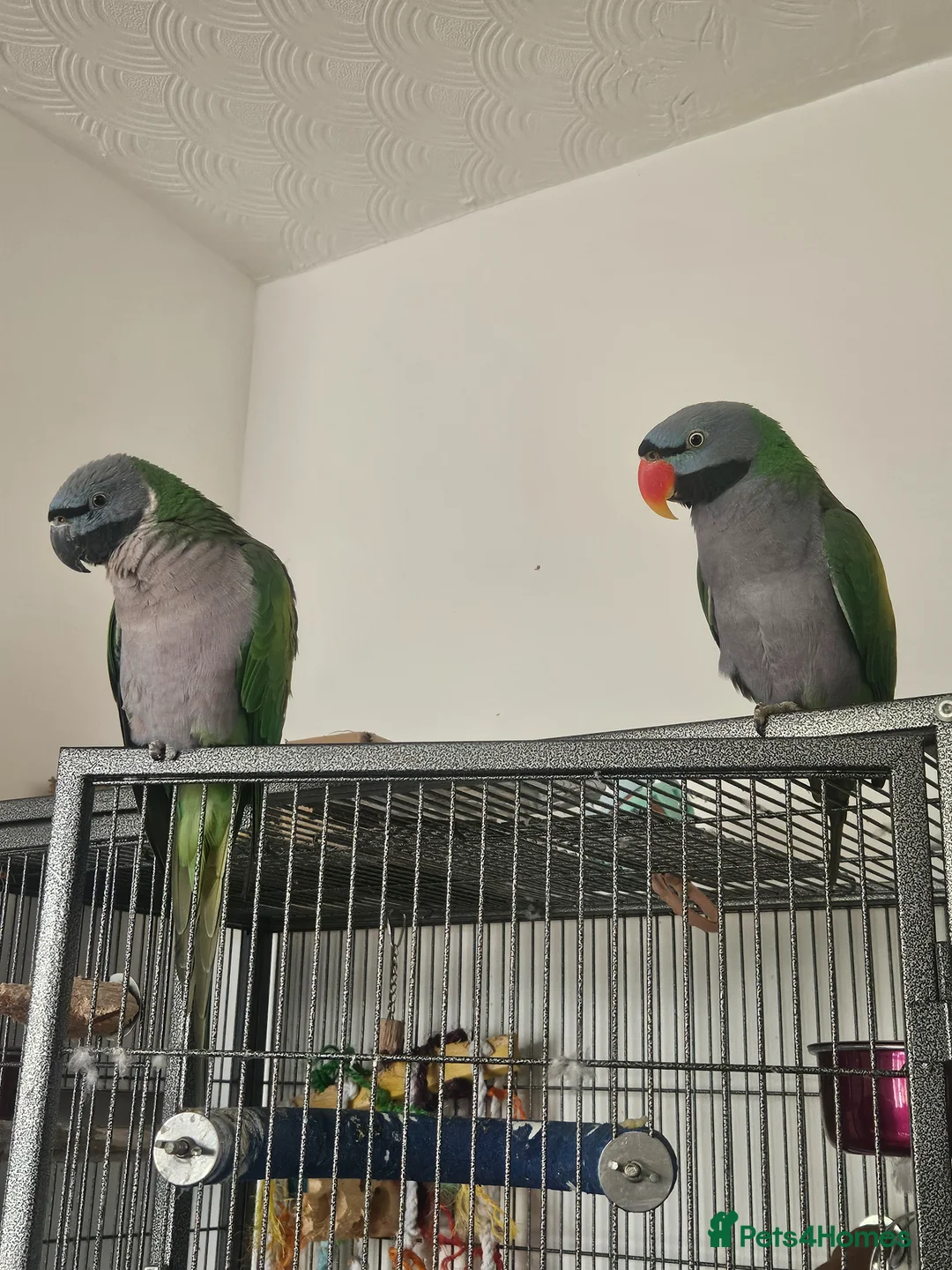 Parrots birds for sale: 2 Derbian parrots bonded male and female - Advert 1