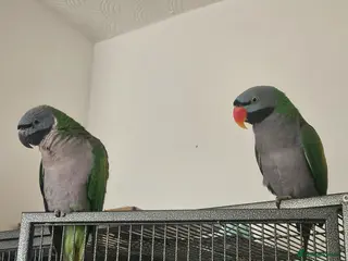 Parrots birds 2 Derbian parrots bonded male and female - Advert 3