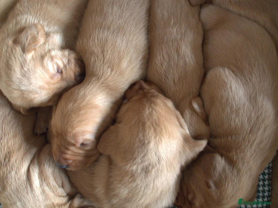 Labrador Retriever dogs for sale: Red Labrador Puppies - Advert 11