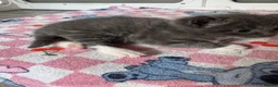 Mixed Breed cats for sale: Beautiful half Maine coon ginger and grey kittens  - Advert 36