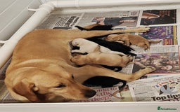 Labrador Retriever dogs for sale: Stunning KC registered fully health tested puppies - Image 4