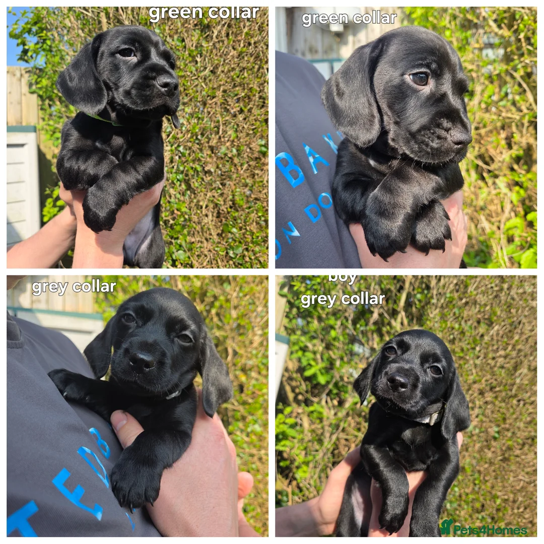 Mixed Breed dogs for sale: READY NOW! Dachshund x Cocker Spaniel Puppies - Advert 2