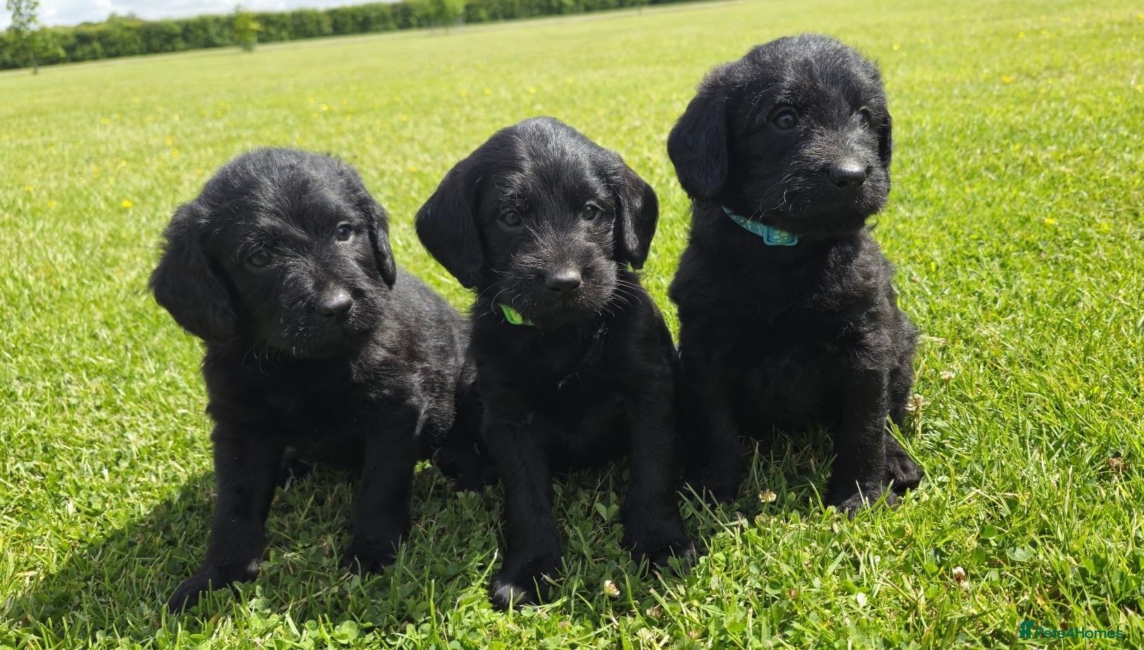 Labradoodle dogs Extensively Health Tested F1 Miniature Labradoodle - Advert 1