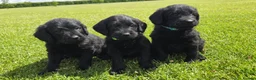 Labradoodle dogs for sale: Extensively Health Tested F1 Miniature Labradoodle - Advert 9