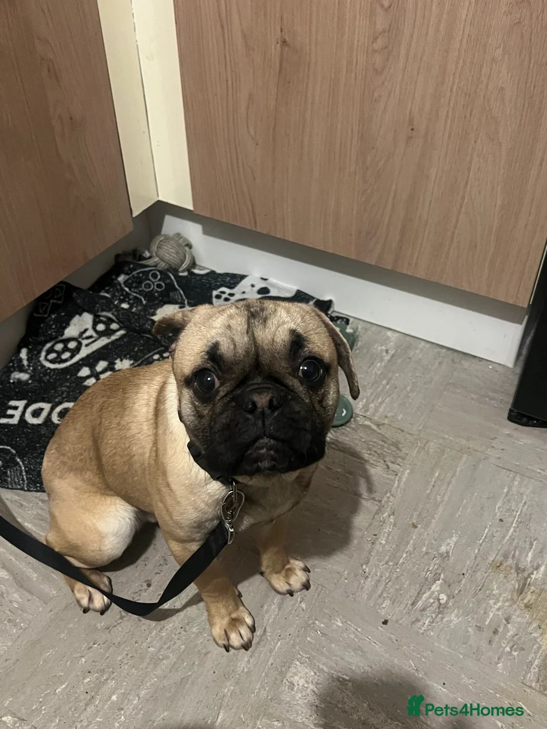 Frug dogs for sale: Dexter  - Advert 1