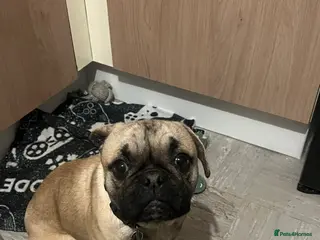 Frug dogs Dexter - Advert 1