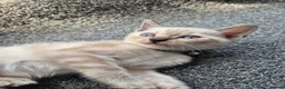 Mixed Breed cats for sale: Bengal Siamese mixed - Advert 12