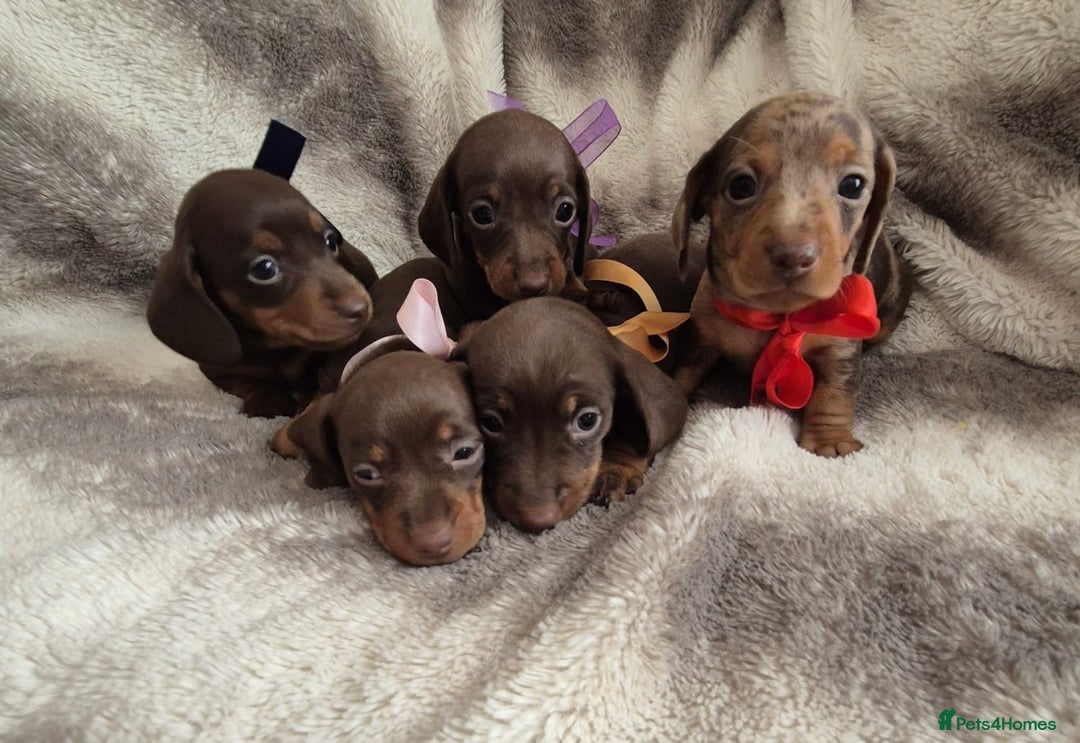 Miniature Dachshund dogs for stud: ⭐️⭐️⭐️KC MINIATURE DACHSHUND FOR STUD⭐️⭐️  in Southampton - Image 16