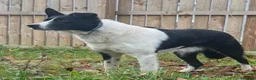 Border Collie dogs for sale: Border collie pups - Advert 2