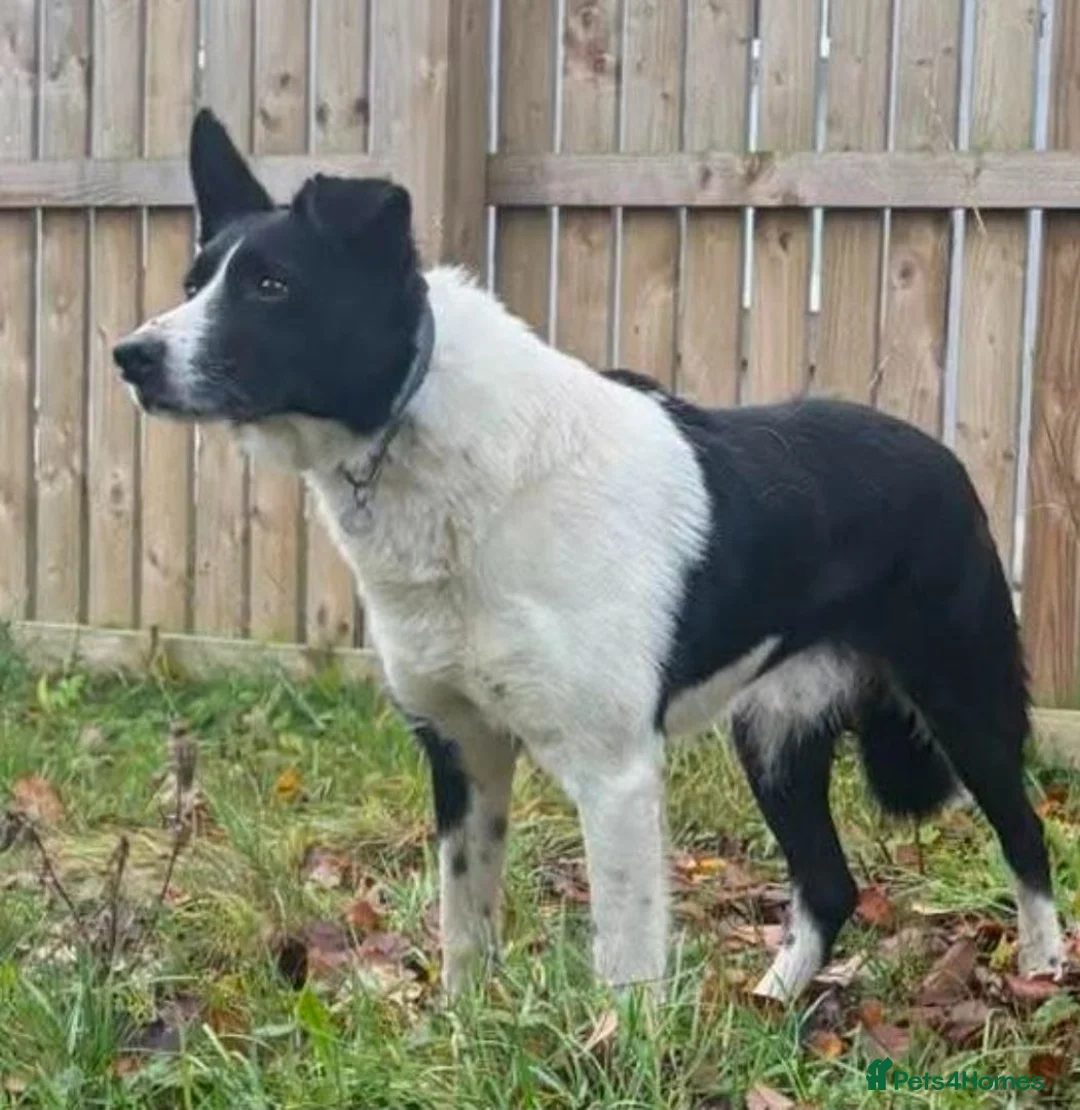 Border Collie dogs for sale: Border collie pups - Advert 2