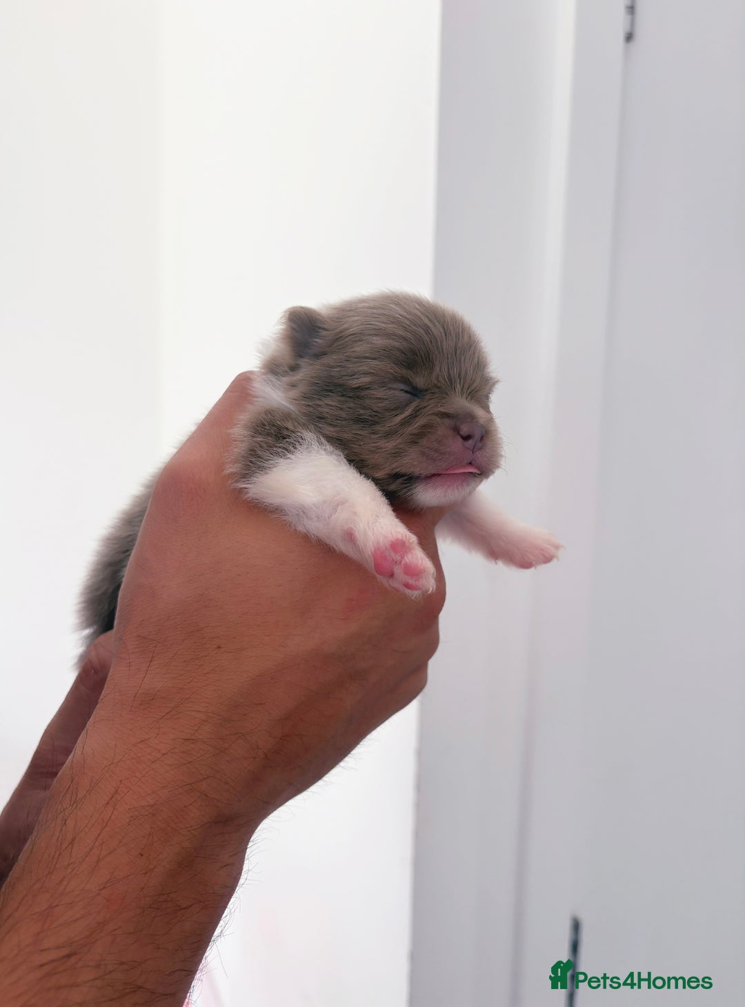 Pomeranian dogs for sale: ✨NEW LOWERED PRICE✨ Pomeranian puppies 🐶  - Image 17