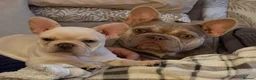 French Bulldog dogs for sale: French bulldog puppies  in Newport - Advert 4