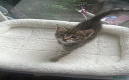 Savannah cats for sale: 2 beautiful Savannah kittens - Image 9