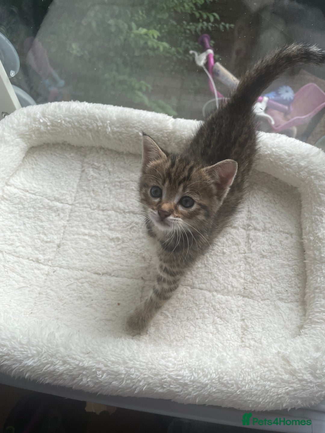 Savannah cats for sale: 2 beautiful Savannah kittens - Image 9