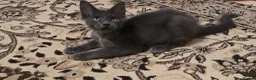 Maine Coon cats for sale: Maine Coon Kitten ready - Advert 11