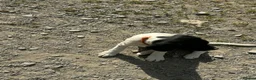 Sprollie dogs for sale: Gorgeous Sprollie puppies - Advert 12