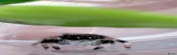 Spiders invertebrates for sale: Phidippus Regius Florida Everglades - Advert 4