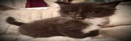 Ragcoon cats for sale: 2 maine Coon x Ragdoll kittens  - Advert 4