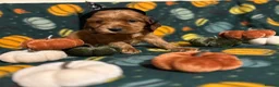 Cocker Spaniel dogs for sale: ⭐️Stunning show cocker spaniel puppies  - Advert 6