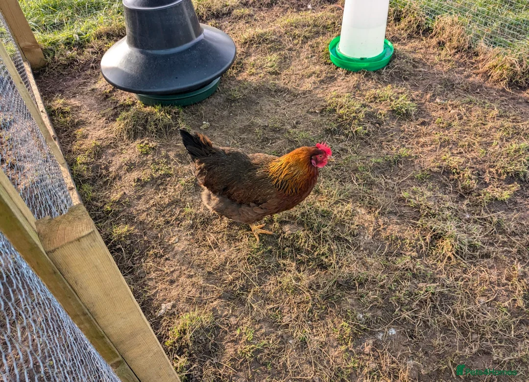 Geese poultry for sale: Call ducks, Light Sussex, Faverolle, Aracaunas,Wel - Advert 20