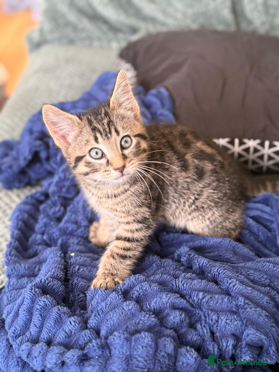 American Shorthair cats for sale: kitten for sale - Advert 4