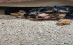 Yochon dogs for sale: Yochon puppies - Image 4