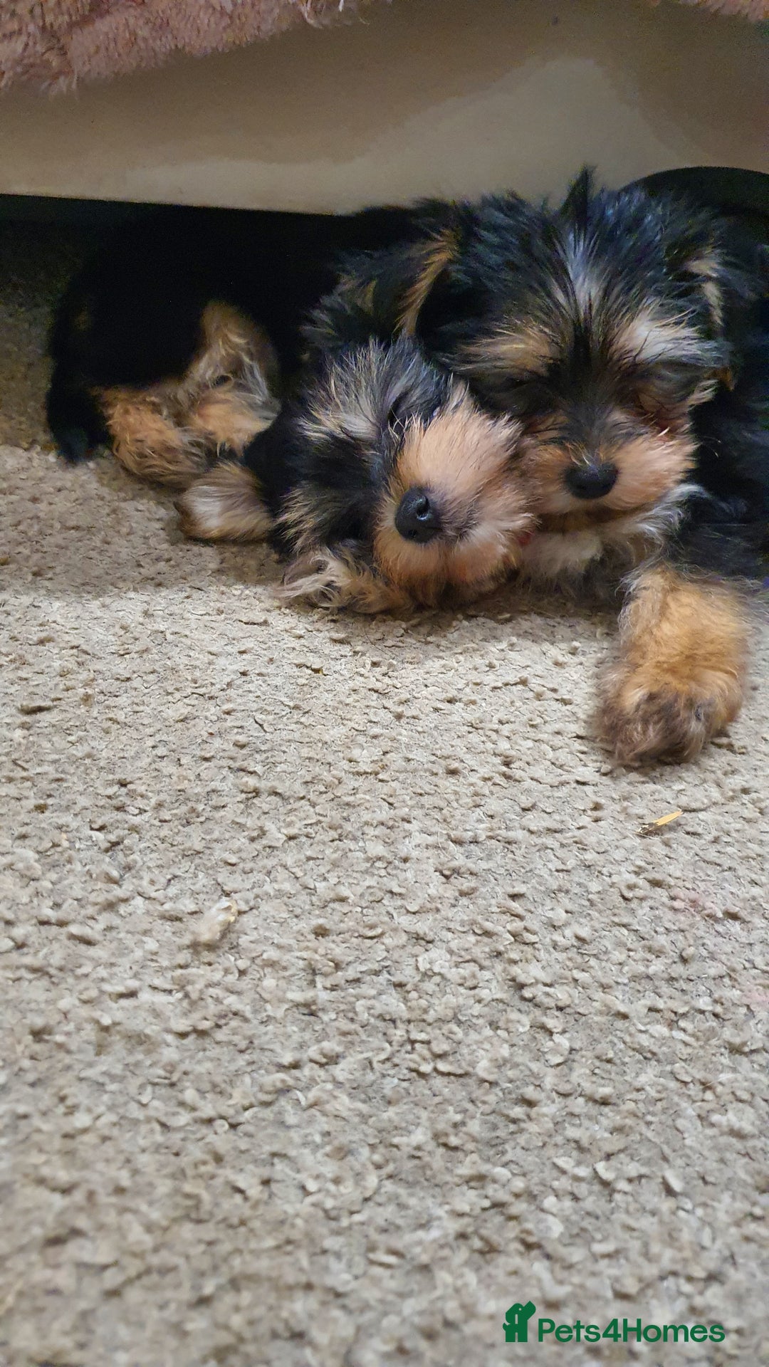 Yochon dogs for sale: Yochon puppies - Image 4