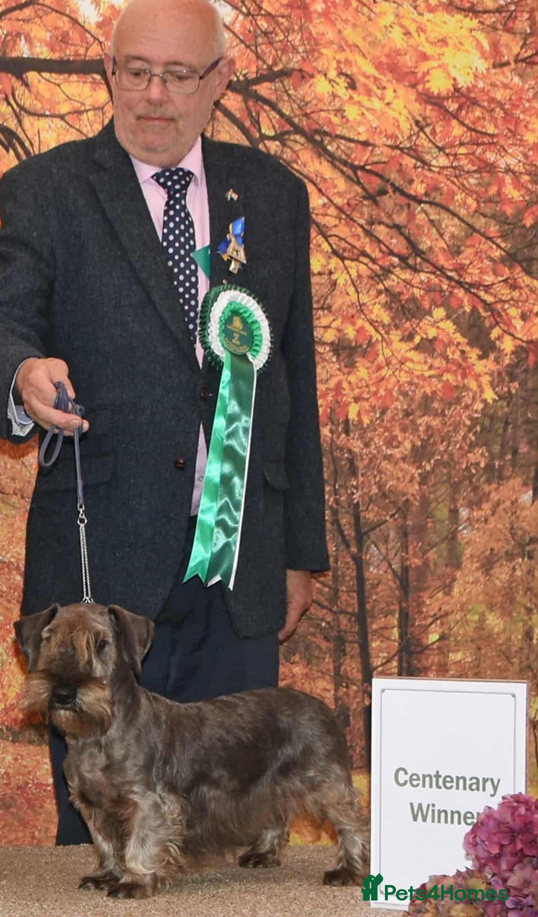 Cesky Terrier dogs for sale: CESKY TERRIER PUPPIES. advance notice - Advert 8