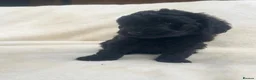 Australian Labradoodle dogs for sale: Multigenerational Australian Labradoodle Puppies - Advert 31