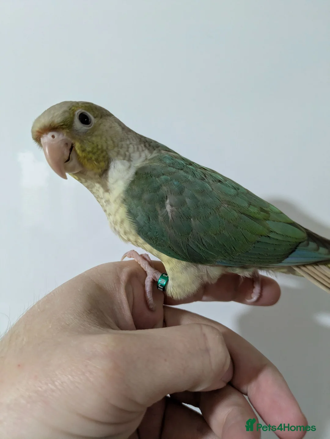 Conures birds for sale: Green cheeked conures hand-reared  in Ramsgate - Advert 3