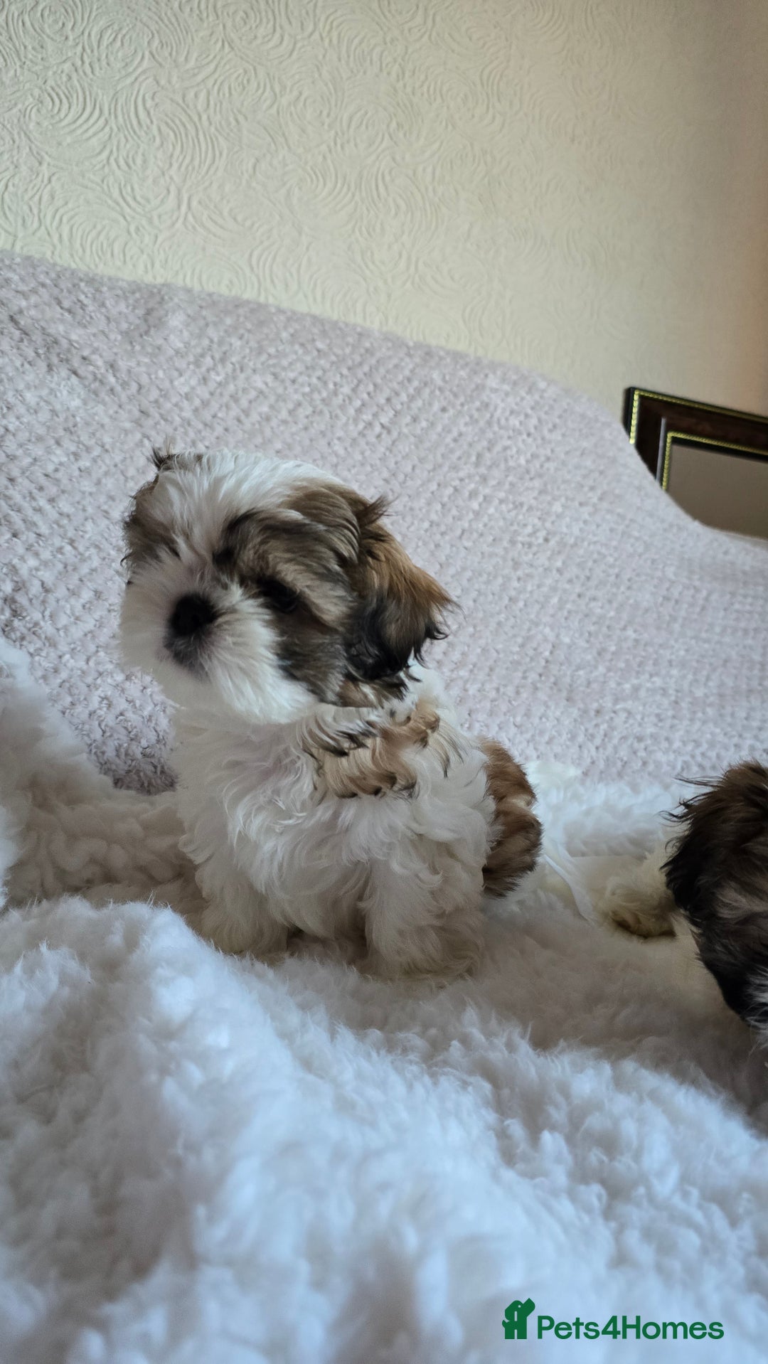 Shih Tzu dogs for sale: Two Shih Tzu female - Advert 5
