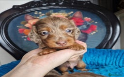 Miniature Dachshund dogs for sale: KC PRA clear Miniature dachshund puppies  - Image 7