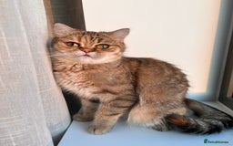 Scottish Fold cats for sale: Kiyomi needs a new loving home  - Advert 2