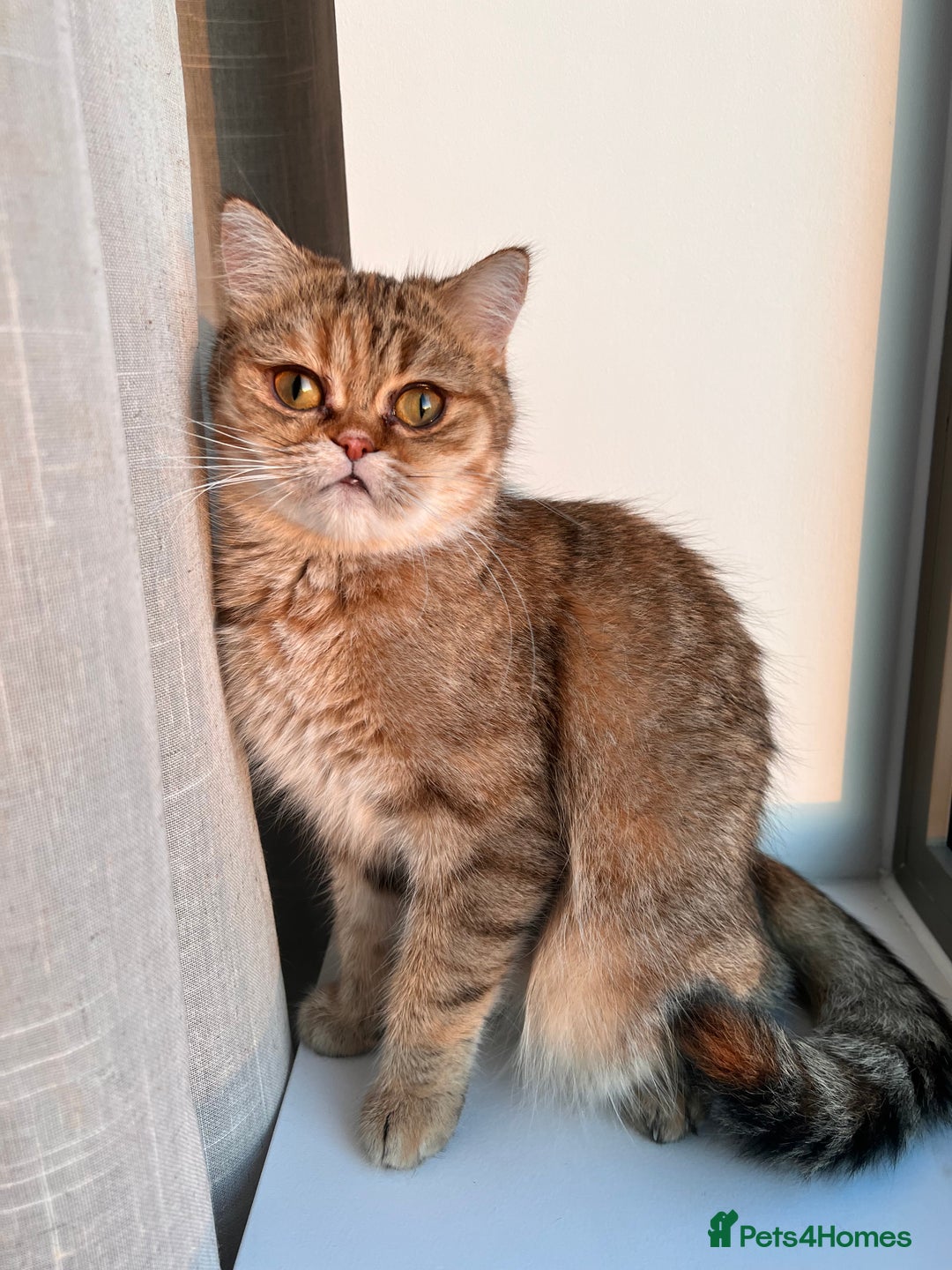 Scottish Fold cats for sale: Kiyomi needs a new loving home  - Advert 2