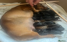 Miniature Dachshund dogs for sale: Litter of 8 mini smooth hair Daschund puppies  - Image 1