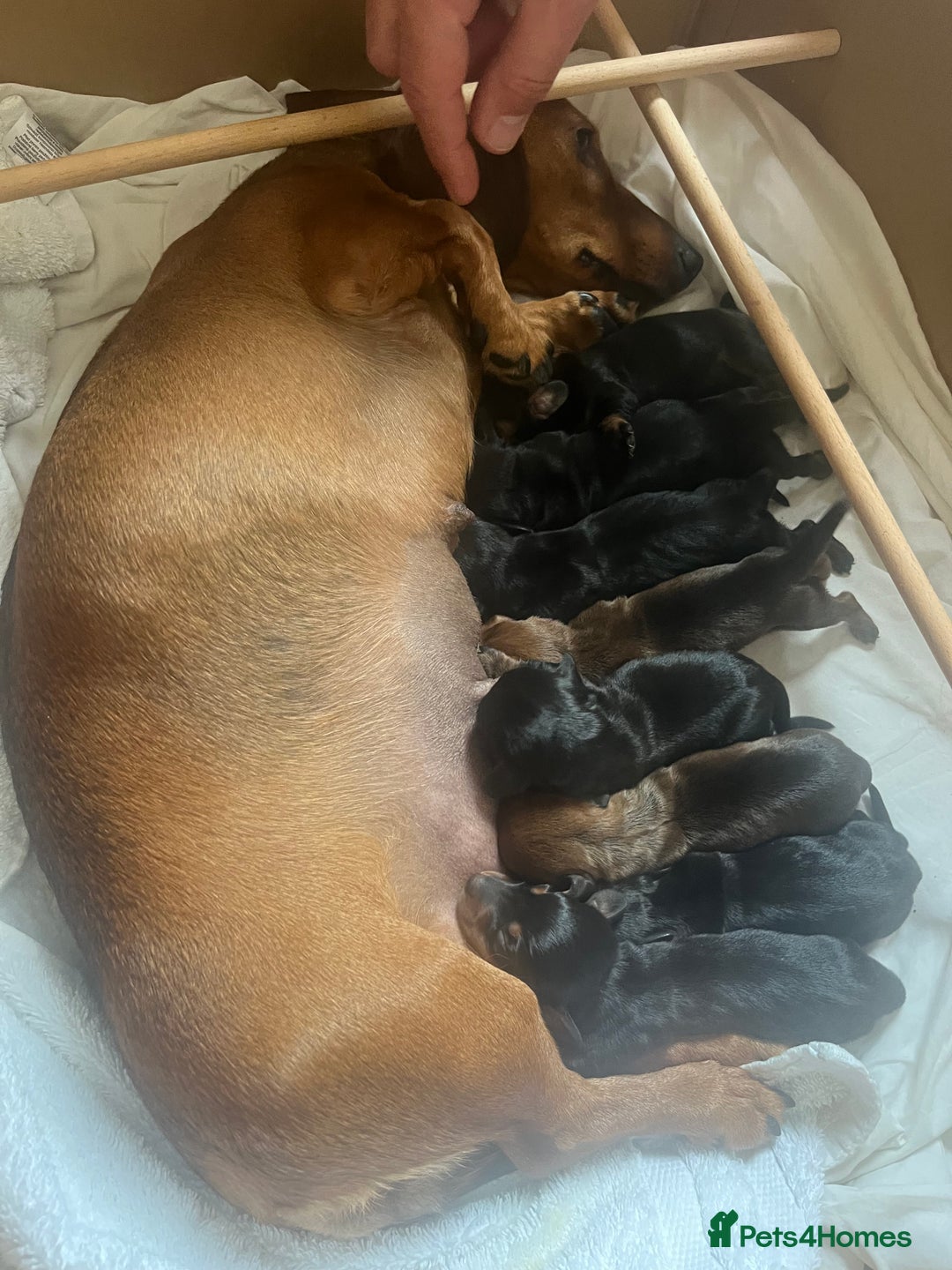 Miniature Dachshund dogs for sale: Litter of 8 mini smooth hair Daschund puppies  - Image 1