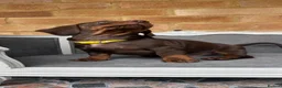 Miniature Dachshund dogs for sale: Beautiful Miniature Dachshund Puppies - Advert 3