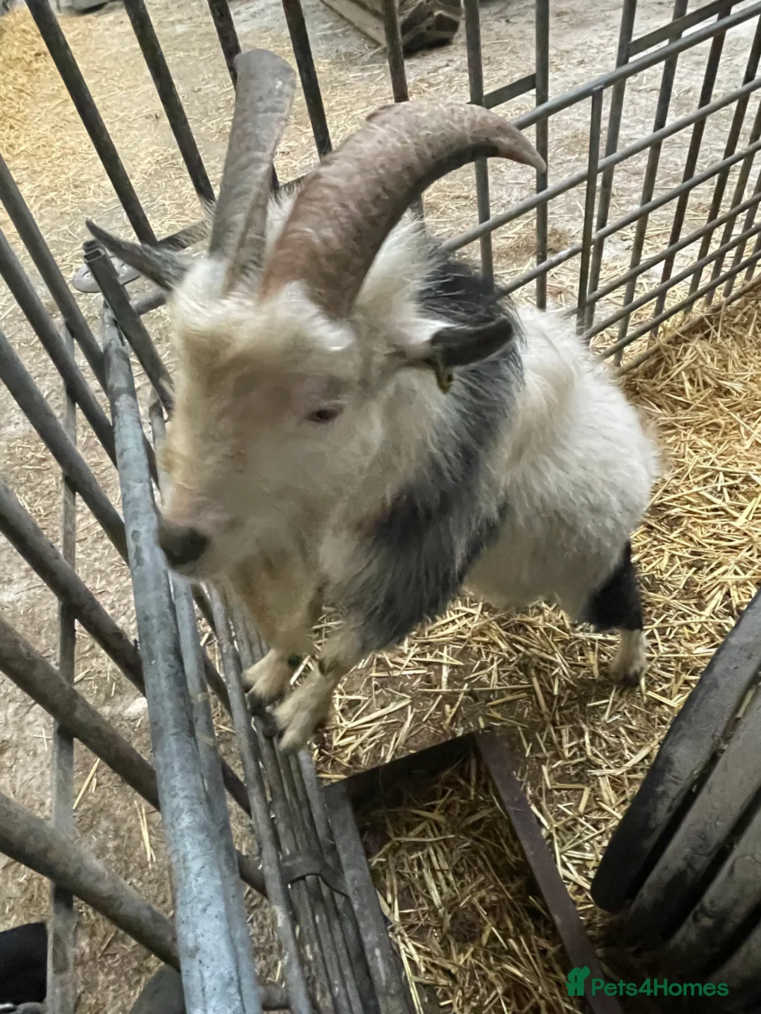 Goats livestock for sale: Billy Pygmy goat looking for new home - Advert 2
