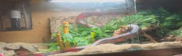 Milk Snake reptiles for sale: Fully grown Honduran milk snake  - Advert 4