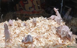 Mouse rodents for sale: Baby Fancy Pet Mice , Females available  - Image 12