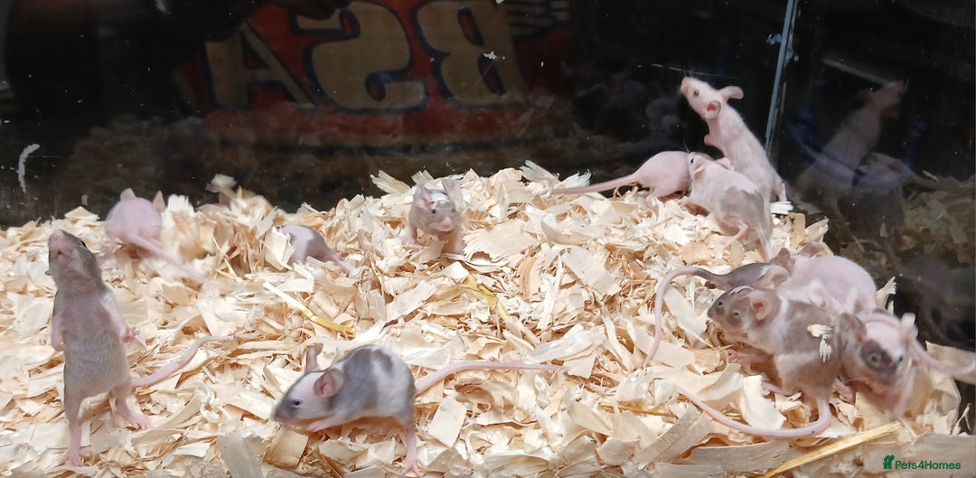 Mouse rodents for sale: Baby Fancy Pet Mice , Females available  - Image 12