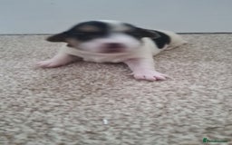 Jack Russell dogs for sale: Beautiful Jack russell puppies  - Advert 6