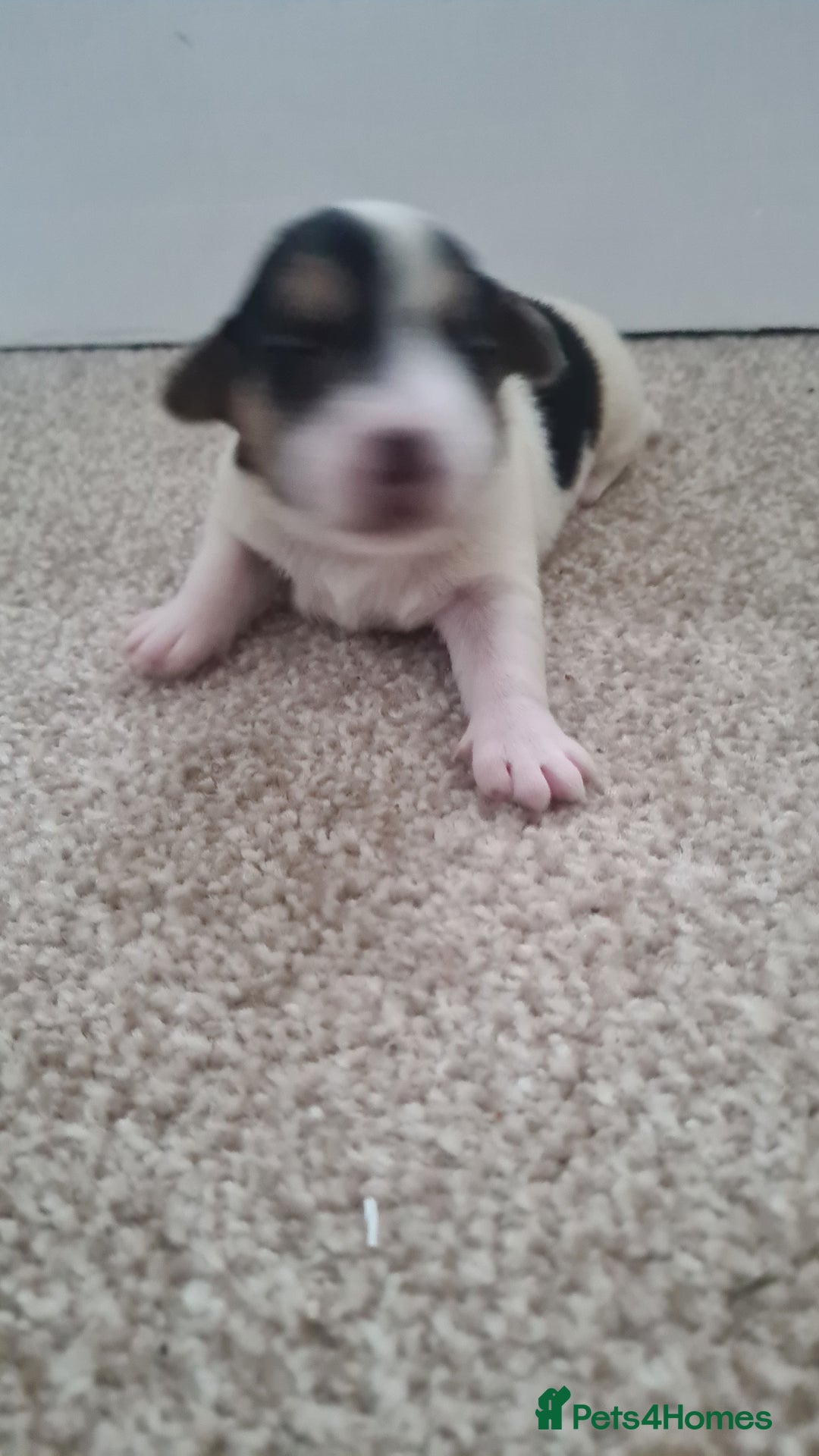 Jack Russell dogs for sale: Beautiful Jack russell puppies  - Advert 6