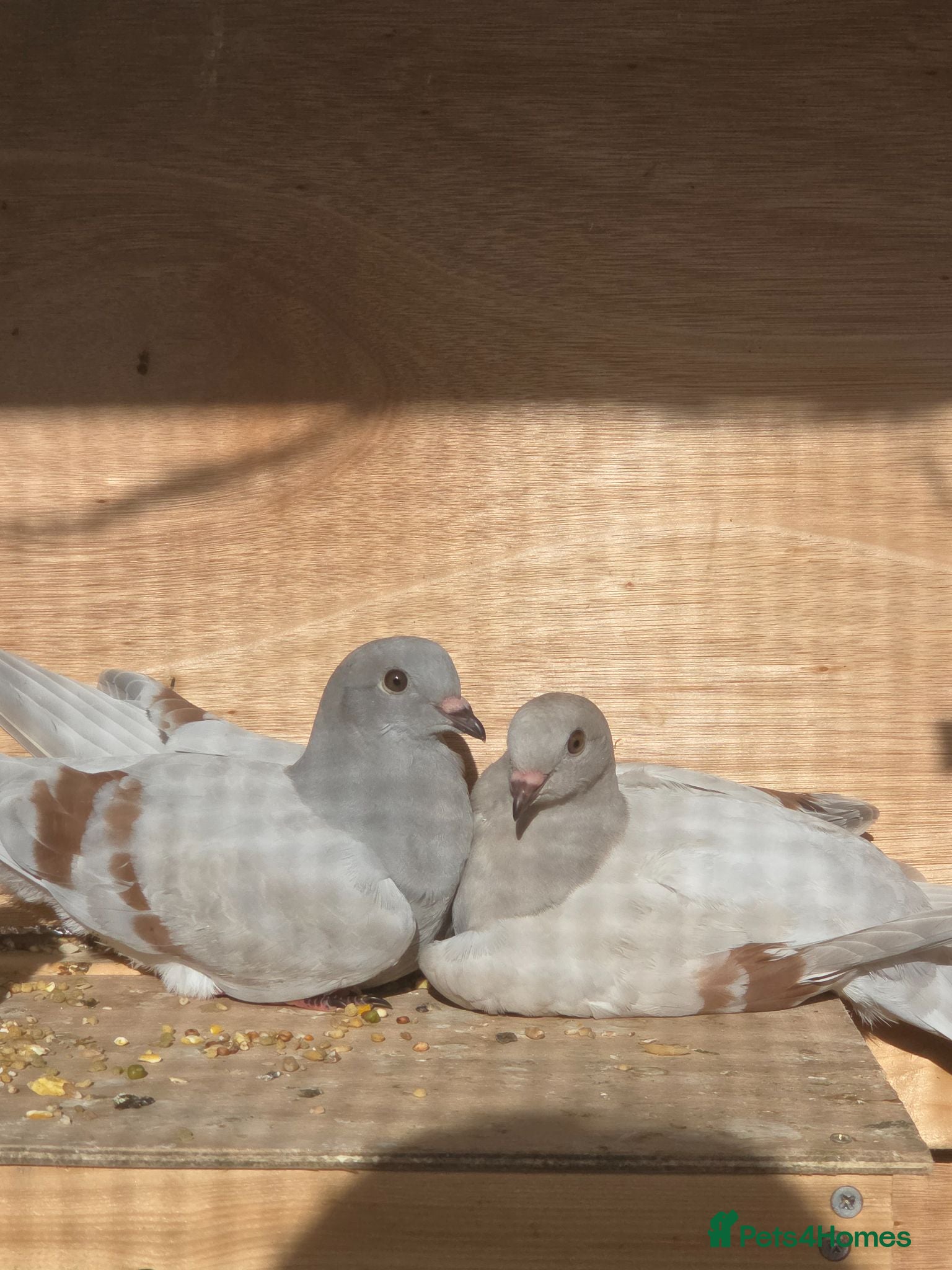 Pigeons birds Stunning German Owl Cross Ice Pigeon pair(related) - Advert 7