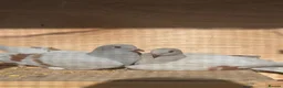 Pigeons birds for sale: Stunning German Owl Cross Ice Pigeon pair(related) in Manchester - Advert 1