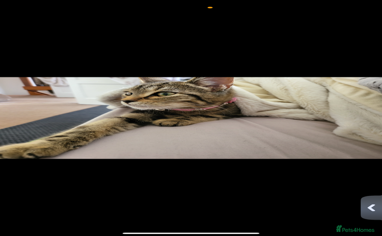 Domestic Shorthair cats - Advert 11