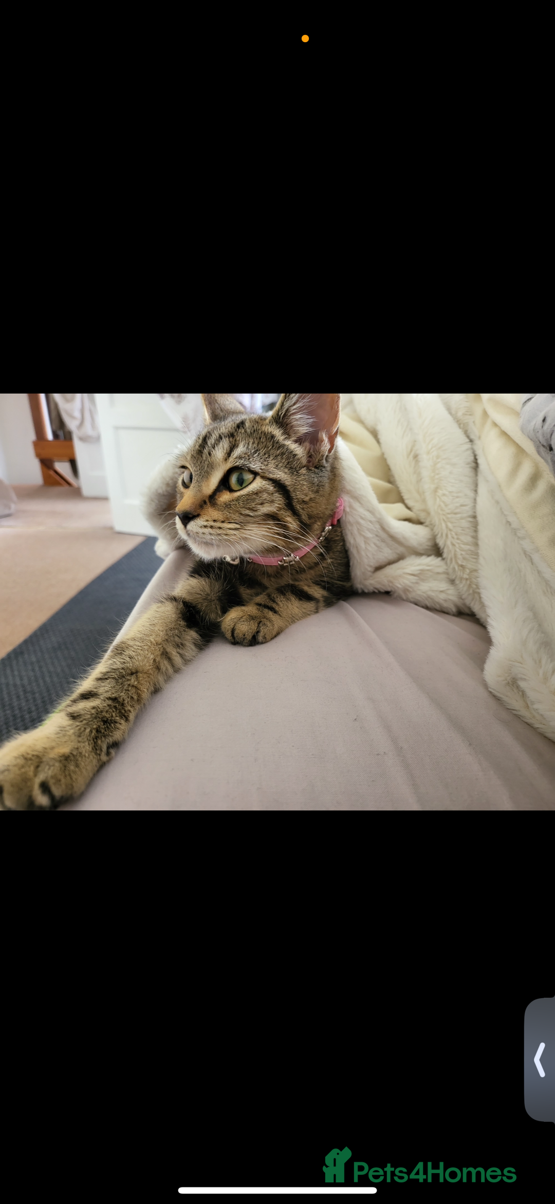 Domestic Shorthair cats for sale: Milo  - Image 1