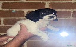 Cockapoo dogs for sale: Beautiful Cockapoo  - Image 4