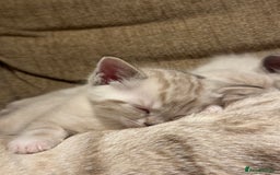 Ragdoll cats for sale: Adorable Ragdoll X Snow Bengal Kittens - Advert 21