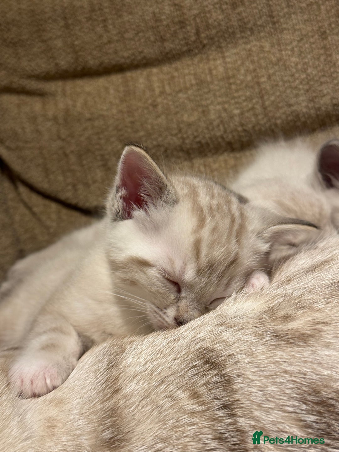 Ragdoll cats for sale: Adorable Ragdoll X Snow Bengal Kittens - Advert 21
